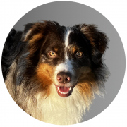 Lachender Bürohund, Trusch der Feelgoodmanager von Entzer-Immobilien Trusch der Feelgoodmanager von Entzer-Immobilien